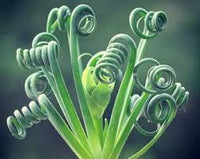 Heirloom Spiralis Flower seeds for Planting Easy to Grow Heirloom & GMO Free Seeds for Home Garden
