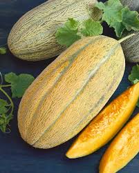 Gold Banana Melon Seeds for Planting  Premium Fruit Seeds