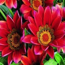 Giant Gazania Flower seeds for Planting - Colorful Display, Heirloom & GMO Free Seeds for Home Garden