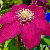 Deep Pink Clematis Flower seeds for Planting - Drought Tolerant, Heirloom & GMO Free Seeds for Home Garden