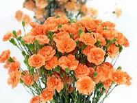 Orange Carnation Flower Seeds for Planting – Compact Growth Heirloom & GMO Free Seeds for Home Garden
 
 Sale