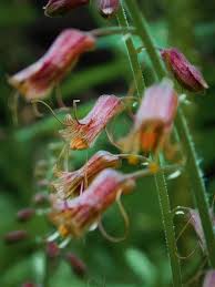 Tolmiea Flower Seeds for Easy Planting