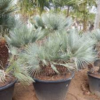 Green Humilis Silver Flower seeds for Planting - Drought Tolerant, Heirloom & GMO Free Seeds for Home Garden