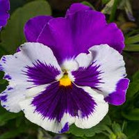 Violet White Pansy Flower Seeds for Planting Fragrant Blossoms Heirloom & GMO Free Seeds for Home Garden
 
 Sale