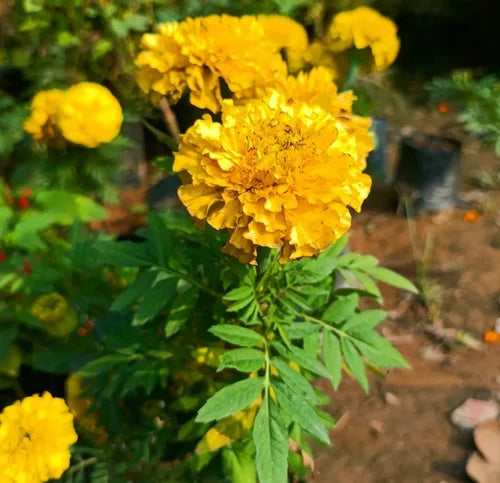 Mexican Marigold Flower seeds for Planting Seasonal Bloomer Heirloom & GMO Free Seeds for Home Garden 
 
 Sale