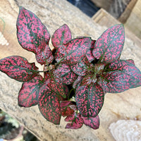 Red Hypoestes Flower seeds for Planting - Long Bloom Season, Heirloom & GMO Free Seeds for Home Garden
