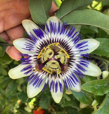 Sweet Grenadilla Passiflora Flower seeds for Planting Colorful Display Heirloom & GMO Free Seeds for Home Garden