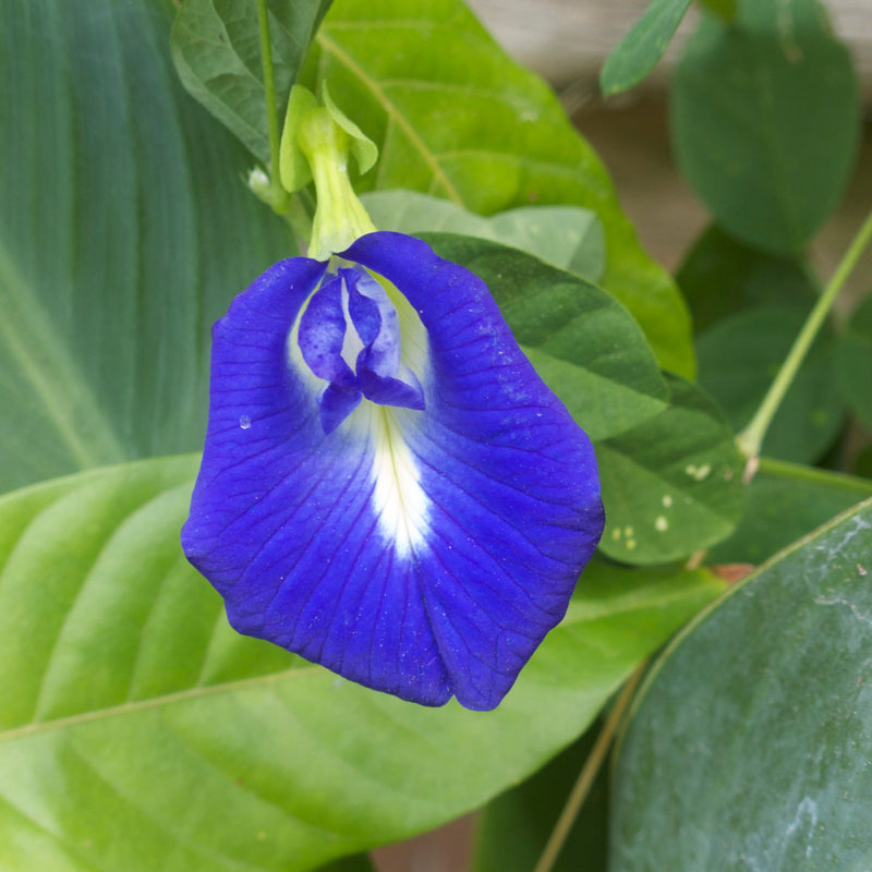 Pea Flower seeds for Planting Cut Flower Favorite Heirloom & GMO Free Seeds for Home Garden