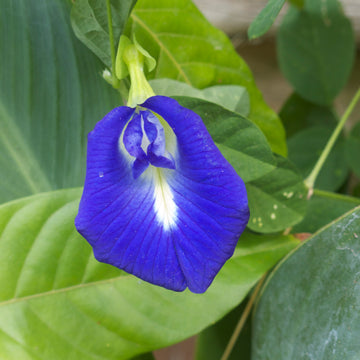 Blue Clitoria ternatea Flower seeds for Planting - Easy to Grow, Heirloom & GMO Free Seeds for Home Garden