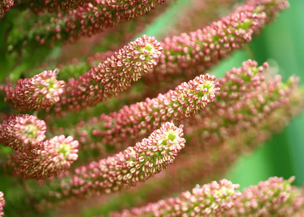 Gunnera Manicata Flower seeds for Planting Shade Tolerant Heirloom & GMO Free Seeds for Home Garden