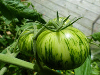 Green Zebra Tomato Seeds for Planting  Heirloom Vegetable Garden Seeds