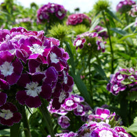 Dianthus Flower seeds for Planting - Compact Growth, Heirloom & GMO Free Seeds for Home Garden
 
 Sale for planting in home garden