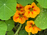 Light Yellow Nasturtium Seeds for Easy Planting – Beautiful Blooms