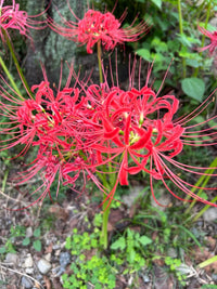 Mixed Higanbana Flower Seeds for Planting Drought Tolerant Heirloom & GMO Free Seeds for Home Garden
 
 Sale