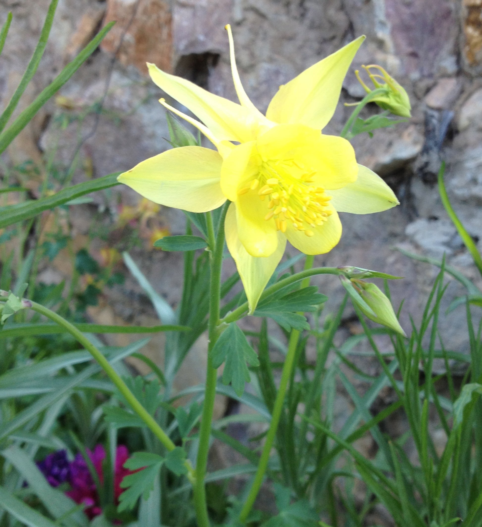 Yellow Bonnets Flower seeds for Planting, Long Bloom Season Heirloom & GMO Free Seeds for Home Garden