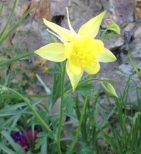 Yellow Bonnets Flower seeds for Planting, Long Bloom Season Heirloom & GMO Free Seeds for Home Garden