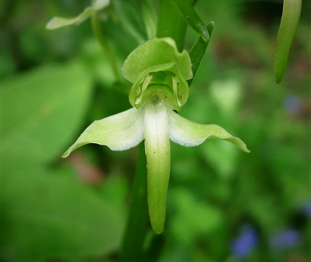 Green Butterfly Orchid Flower seeds for Planting - Sun Loving, Heirloom & GMO Free Seeds for Home Garden