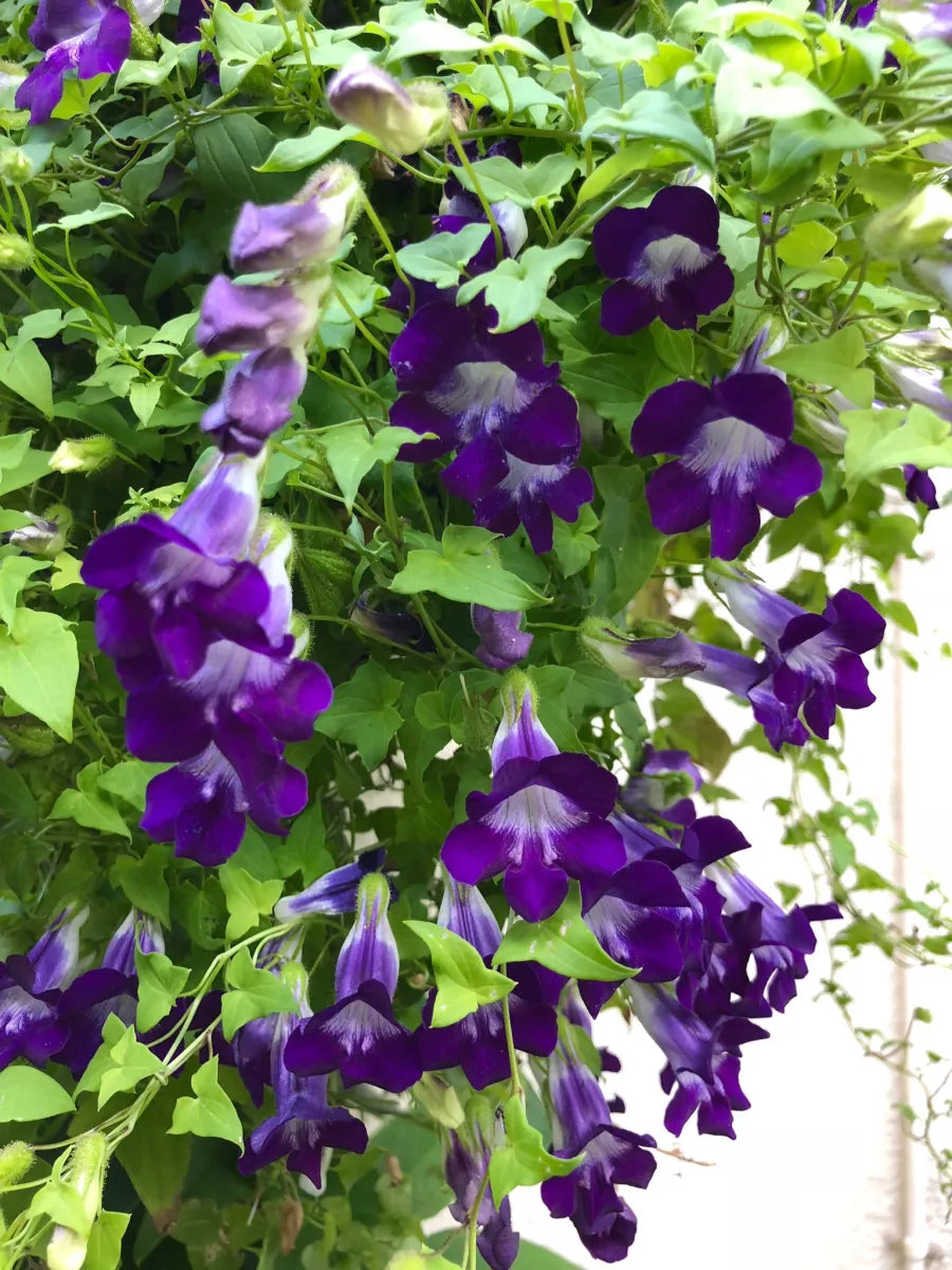 Blue Asarina Gloxina Flower seeds for Planting - Premium Quality, Heirloom & GMO Free Seeds for Home Garden