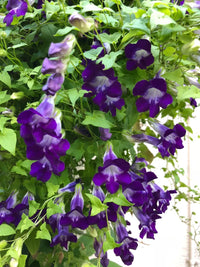 Blue Asarina Gloxina Flower seeds for Planting - Premium Quality, Heirloom & GMO Free Seeds for Home Garden