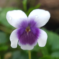 Purple White Viola Flower seeds for Planting - Shade Tolerant, Heirloom & GMO Free Seeds for Home Garden
 
 Sale seeds for home garden