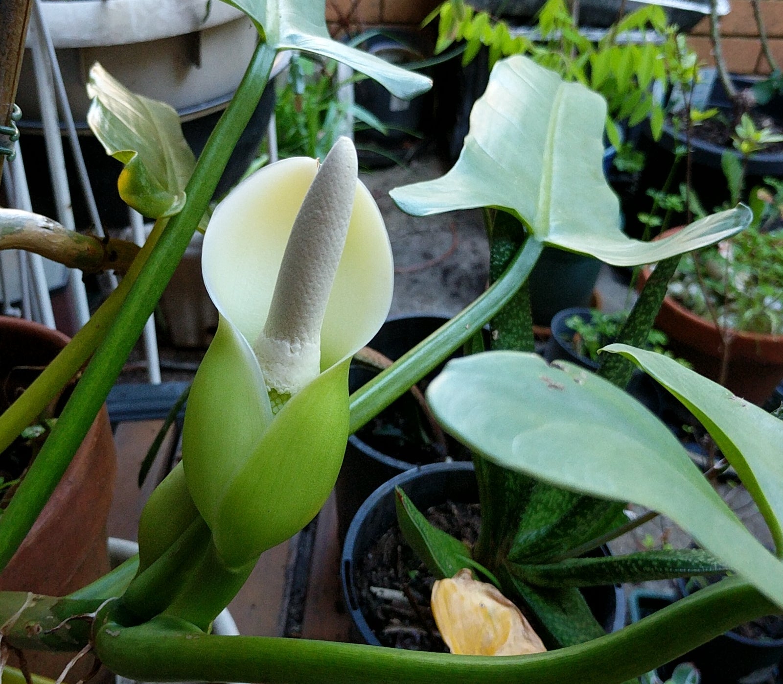 Philodendron Flower seeds for Planting - Shade Tolerant, Heirloom & GMO Free Seeds for Home Garden