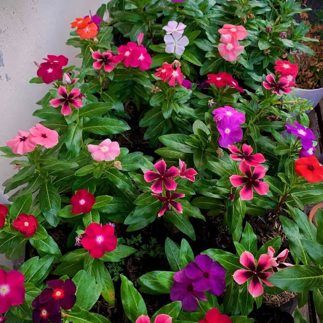 Periwinkle Flower seeds for Planting - Cut Flower Favorite, Heirloom & GMO Free Seeds for Home Garden