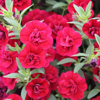 Double Wave Red Petunia Flower seeds for Planting - Low Maintenance, Heirloom & GMO Free Seeds for Home Garden