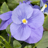 Light Blue Mini Violet Flower Seeds for Planting Garden Favorite Heirloom & GMO Free Seeds for Home Garden
 
 Sale