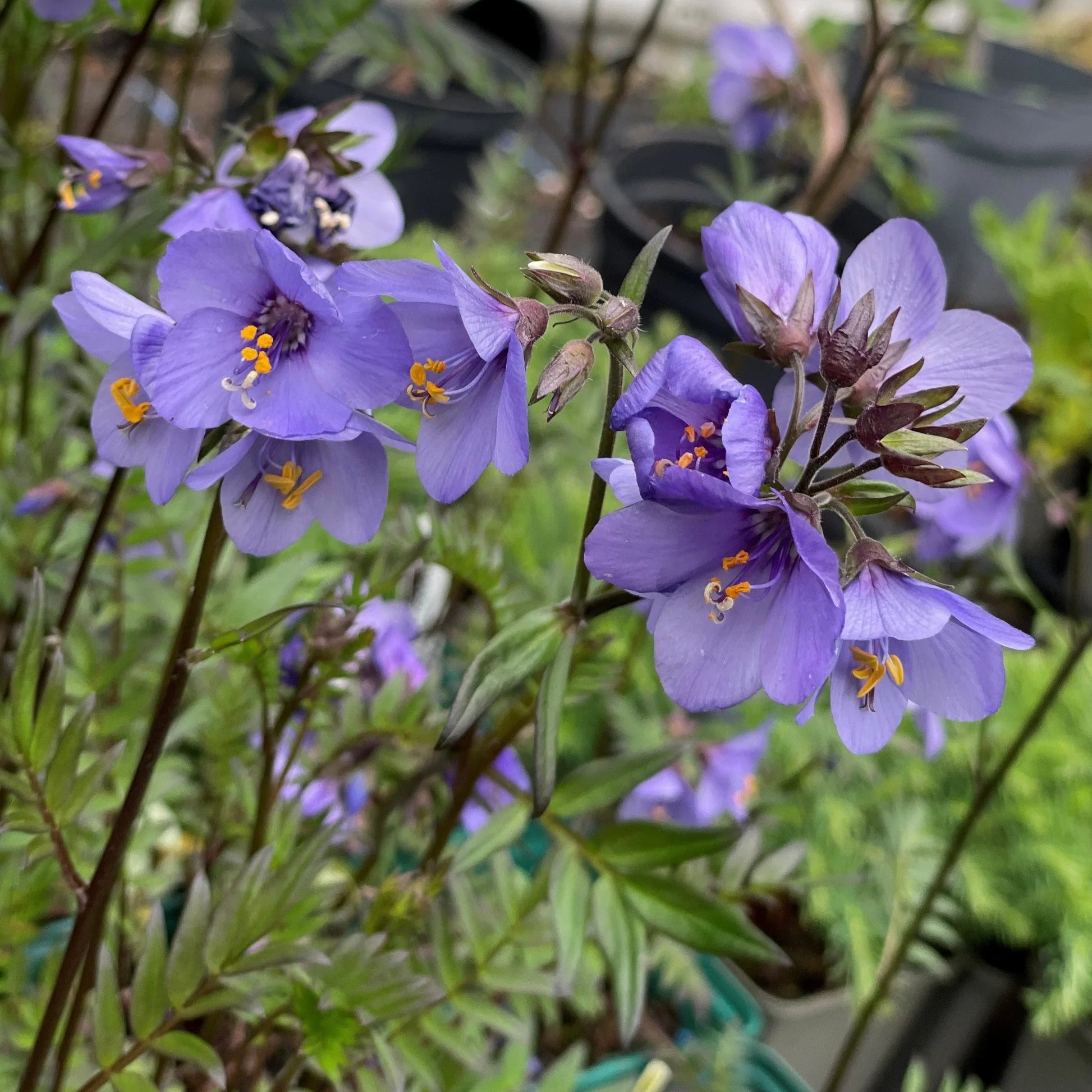Jacob's Ladder Flower seeds for Planting Compact Growth Heirloom & GMO Free Seeds for Home Garden 
 
 Sale