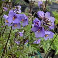 Jacob's Ladder Flower seeds for Planting Compact Growth Heirloom & GMO Free Seeds for Home Garden 
 
 Sale
