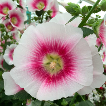 Pink White Hollyhock Flower seeds for Planting - Garden Favorite, Heirloom & GMO Free Seeds for Home Garden