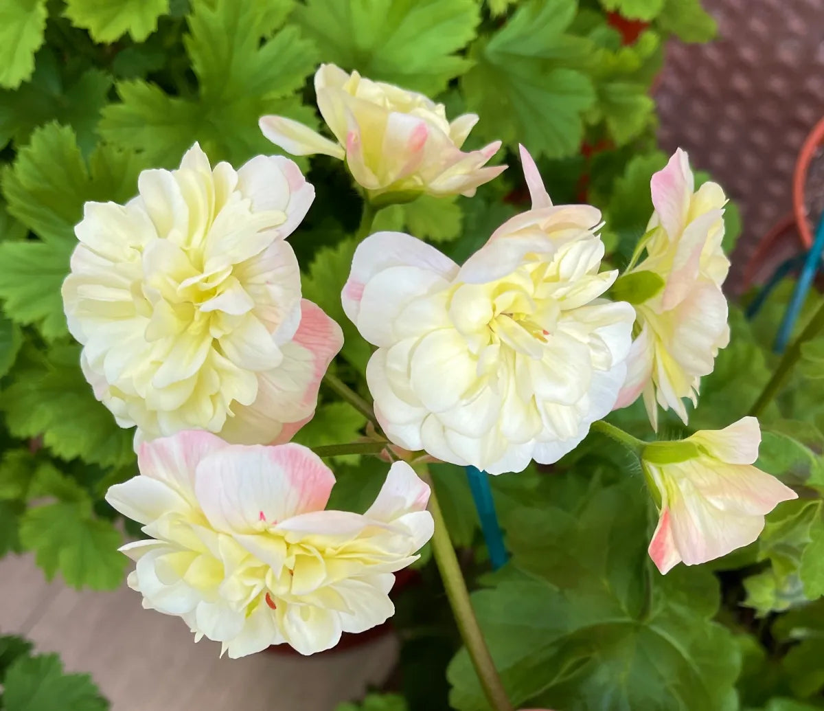 Yellow Geranium Flower seeds for Planting - Hardy Variety, Heirloom & GMO Free Seeds for Home Garden