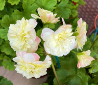 Yellow Geranium Flower seeds for Planting - Hardy Variety, Heirloom & GMO Free Seeds for Home Garden