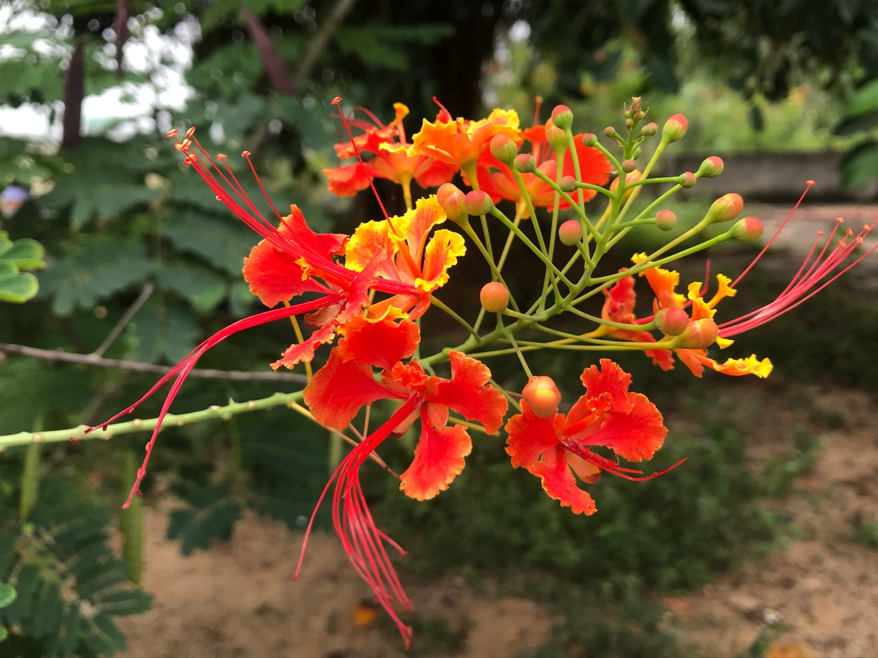 Phoenix Flower seeds for Planting Wildflower Mix Heirloom & GMO Free Seeds for Home Garden 
 
 Sale