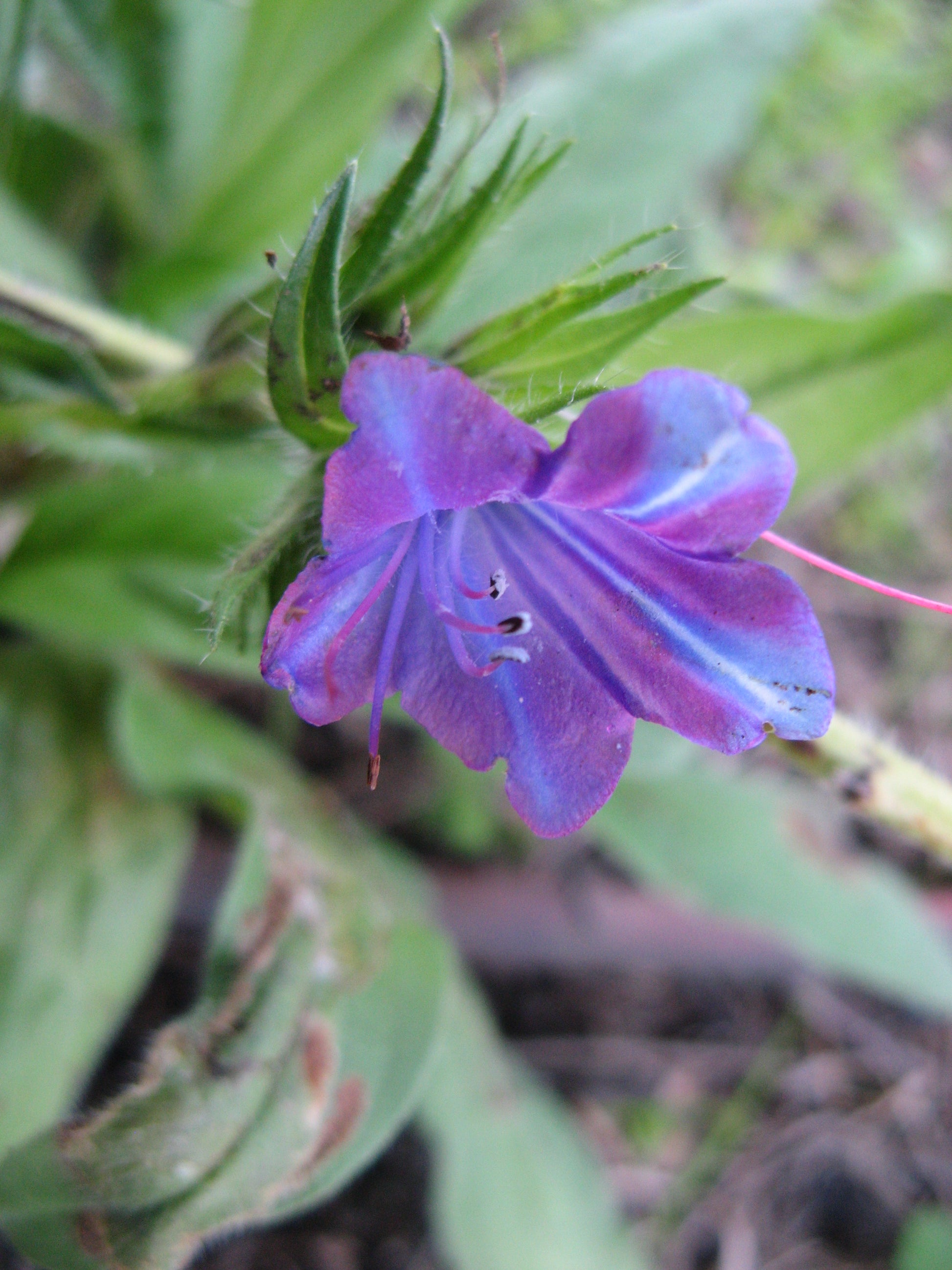 Purple Patterson’s Curse Flower seeds for Planting - Sun Loving, Heirloom & GMO Free Seeds for Home Garden