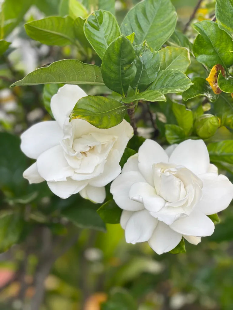 Gardenia Flower seeds for Planting Garden Favorite Heirloom & GMO Free Seeds for Home Garden