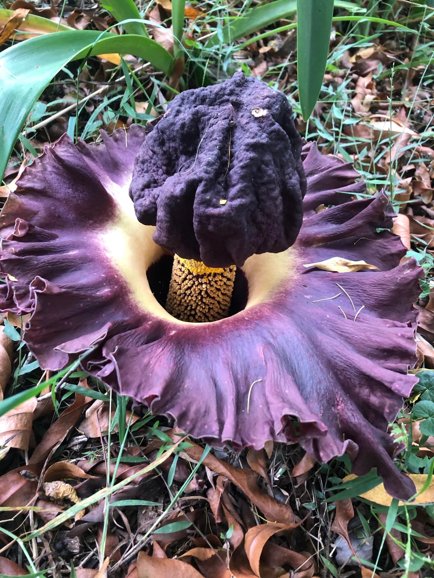 Elephant Foot Yam Flower seeds for Planting - Vibrant Colors, Heirloom & GMO Free Seeds for Home Garden
