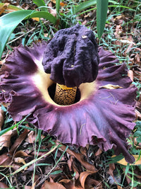 Elephant Foot Yam Flower seeds for Planting - Vibrant Colors, Heirloom & GMO Free Seeds for Home Garden
