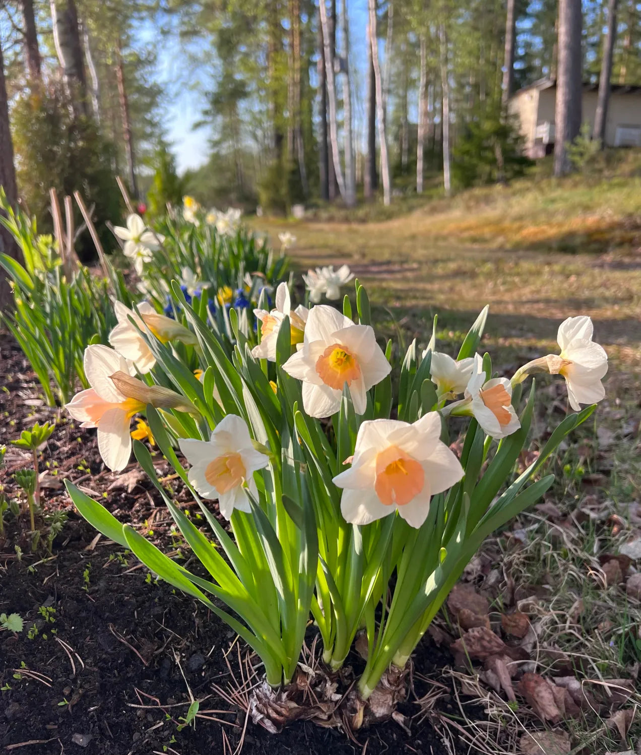 Peach Daffodil Flower seeds for Planting Pollinator Friendly Heirloom & GMO Free Seeds for Home Garden