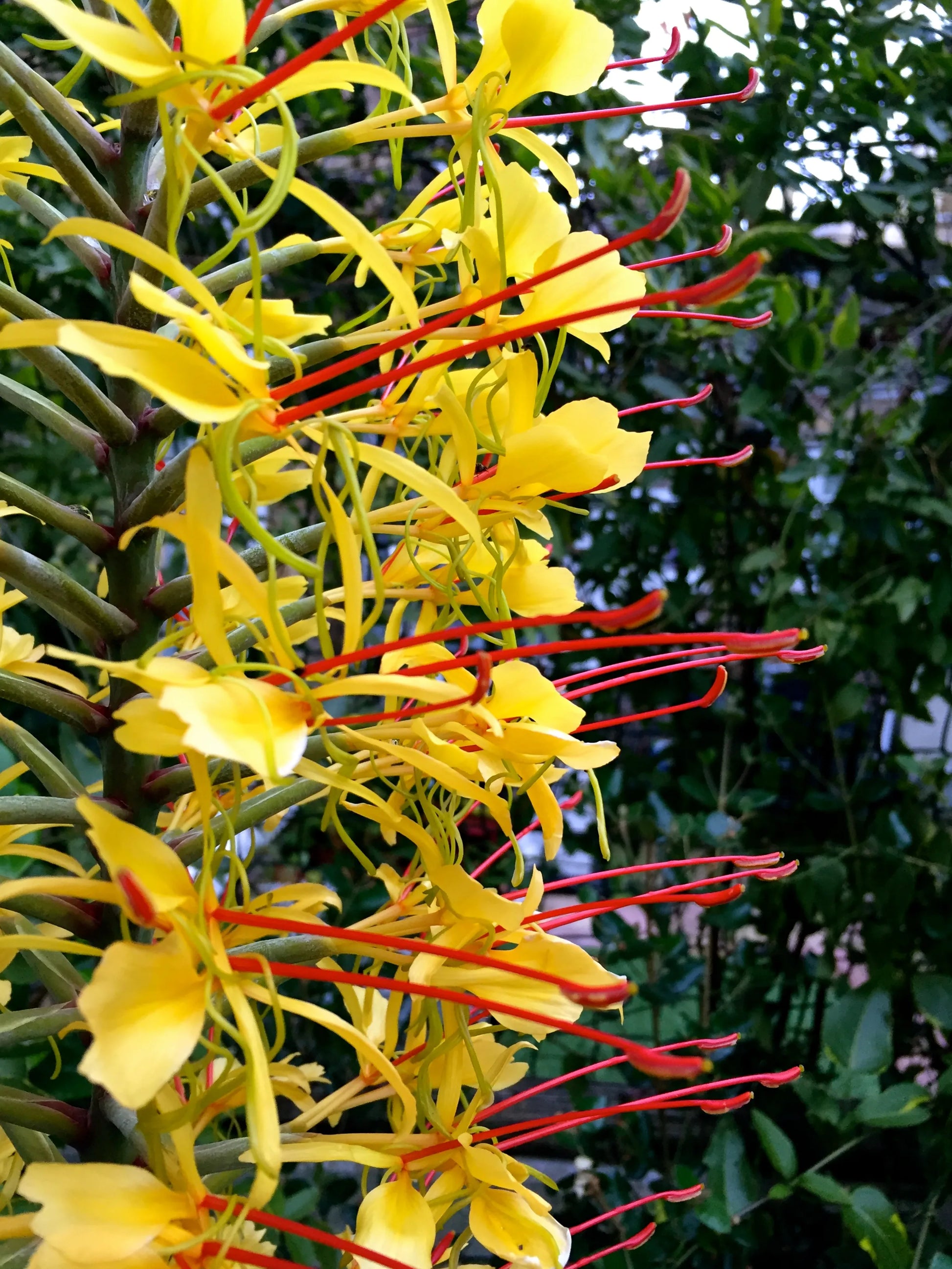 Hedychium Gardnerianum Flower seeds for Planting Cottage Garden Essential Heirloom & GMO Free Seeds for Home Garden
