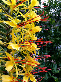 Hedychium Gardnerianum Flower seeds for Planting Cottage Garden Essential Heirloom & GMO Free Seeds for Home Garden