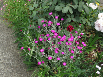Pink Rose Campion Flower seeds for Planting - Perfect for Borders, Heirloom & GMO Free Seeds for Home Garden