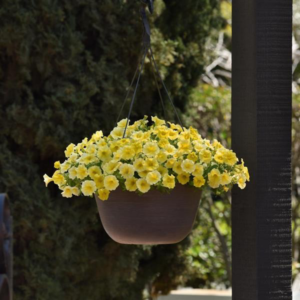 Light Yellow Gloxinia Flower Seeds – Cut Flower Favorite Heirloom & NonGMO for Home Garden
 
 Sale