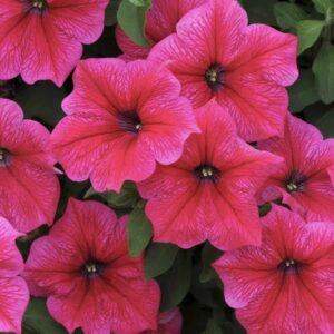 Deep Pink Petunia Flower seeds for Planting Shade Tolerant Heirloom & GMO Free Seeds for Home Garden