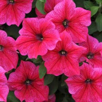 Deep Pink Petunia Flower seeds for Planting Shade Tolerant Heirloom & GMO Free Seeds for Home Garden