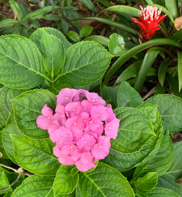 Hydrangea Pink Flower seeds for Planting - Fragrant Blossoms, Heirloom & GMO Free Seeds for Home Garden