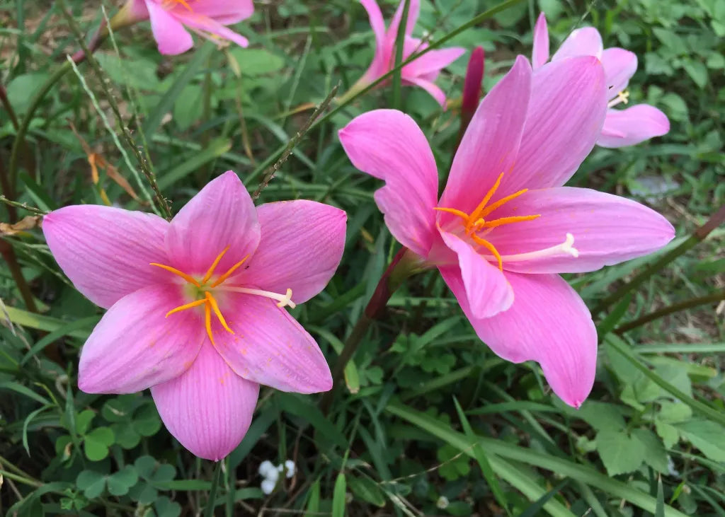 Zephyranthes Flower seeds for Planting - Cut Flower Favorite, Heirloom & GMO Free Seeds for Home Garden