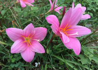 Zephyranthes Flower seeds for Planting - Cut Flower Favorite, Heirloom & GMO Free Seeds for Home Garden