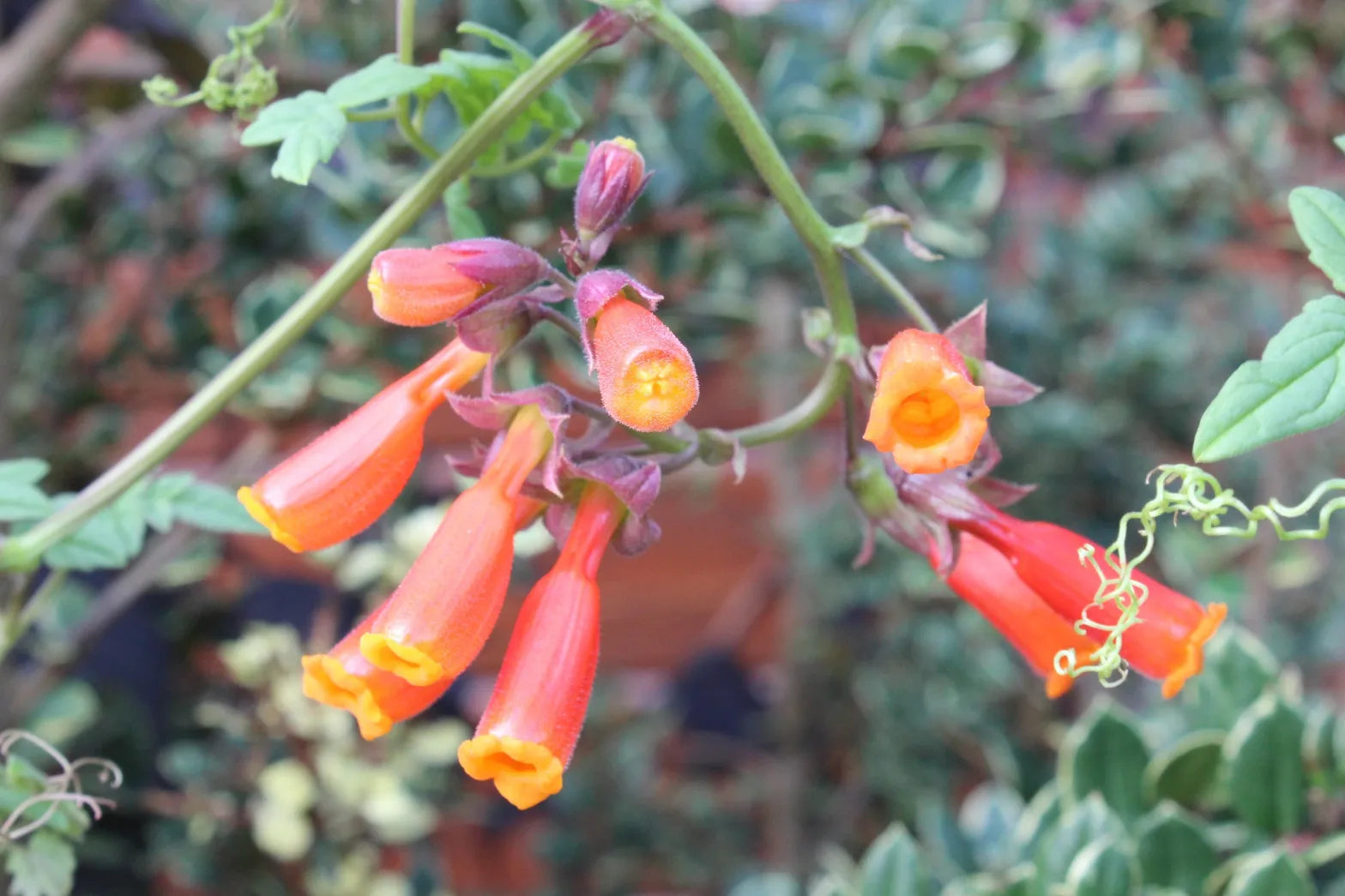 Eccremocarpus Scaber Flower seeds for Planting Colorful Display Heirloom & GMO Free Seeds for Home Garden