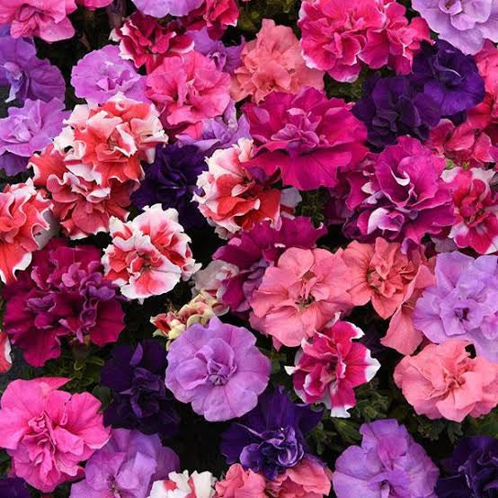 Mixed Colour Double Petunia Seeds for Planting Heirloom NONGMO Flower Seeds Vibrant Garden Blooms 
 
 Sale